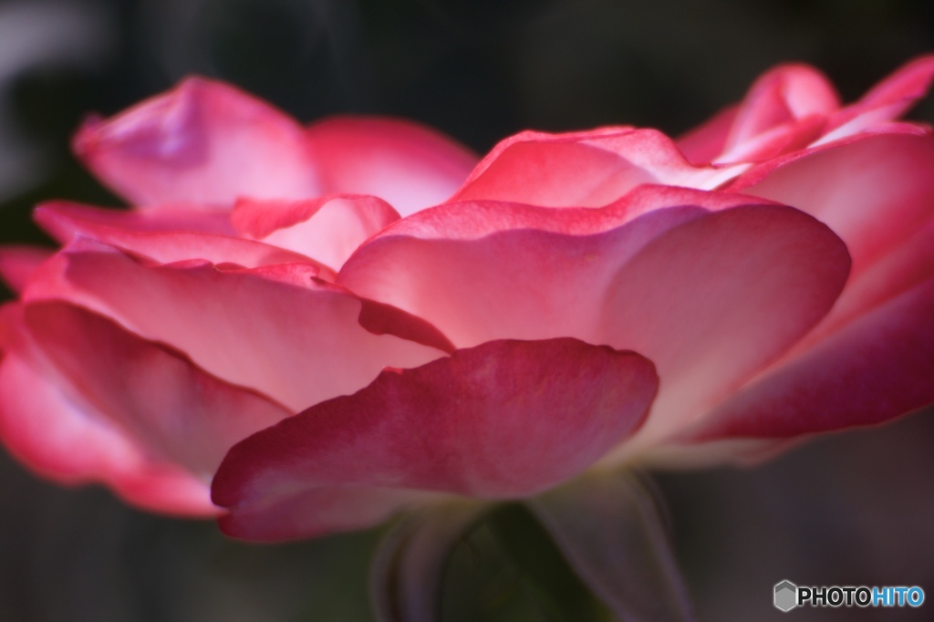 薔薇