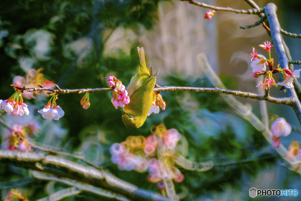 White-eye
