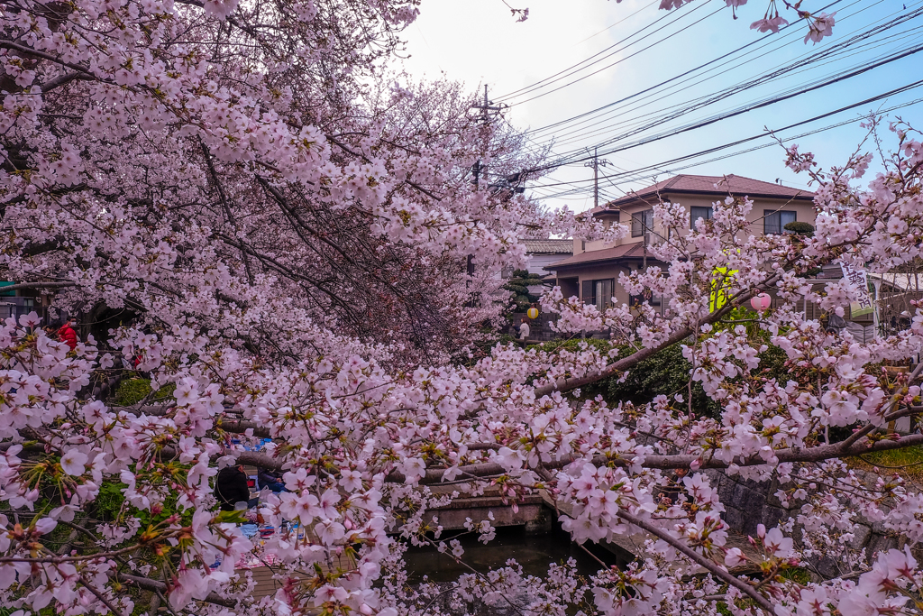 二ヶ領用水の桜２