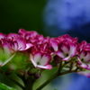 紫陽花
