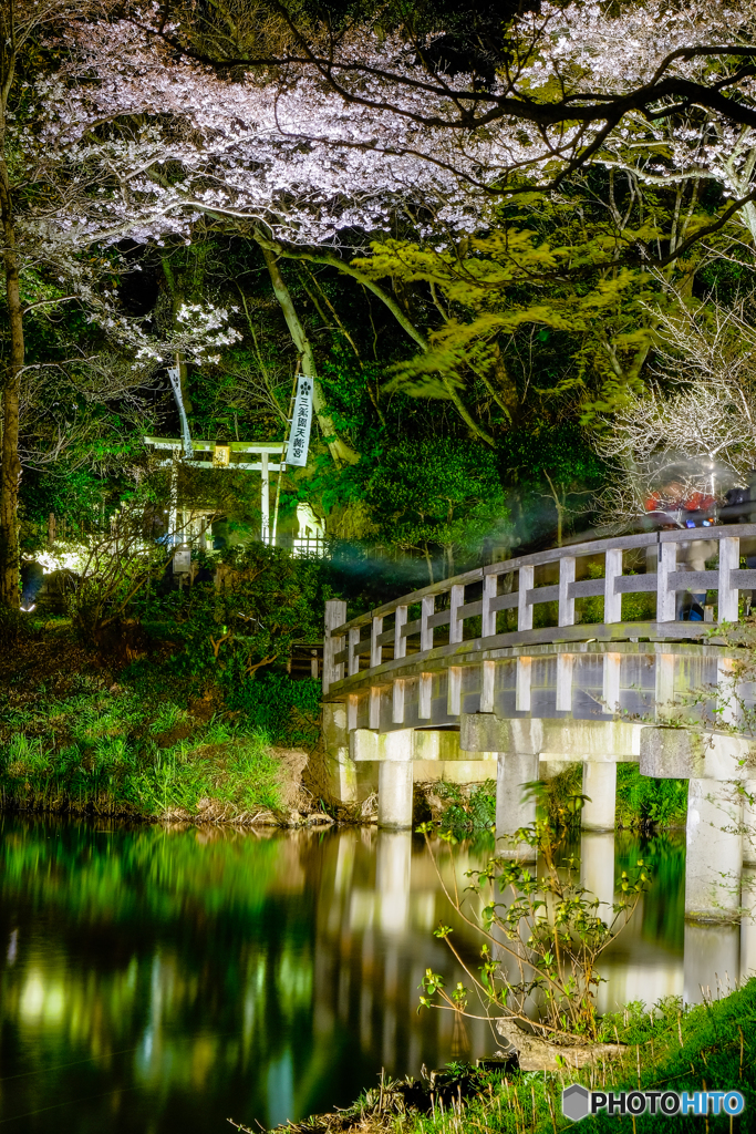 観桜の夕べ６