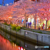 cherry tree at eveningⅣ
