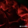 ベルビアンRED