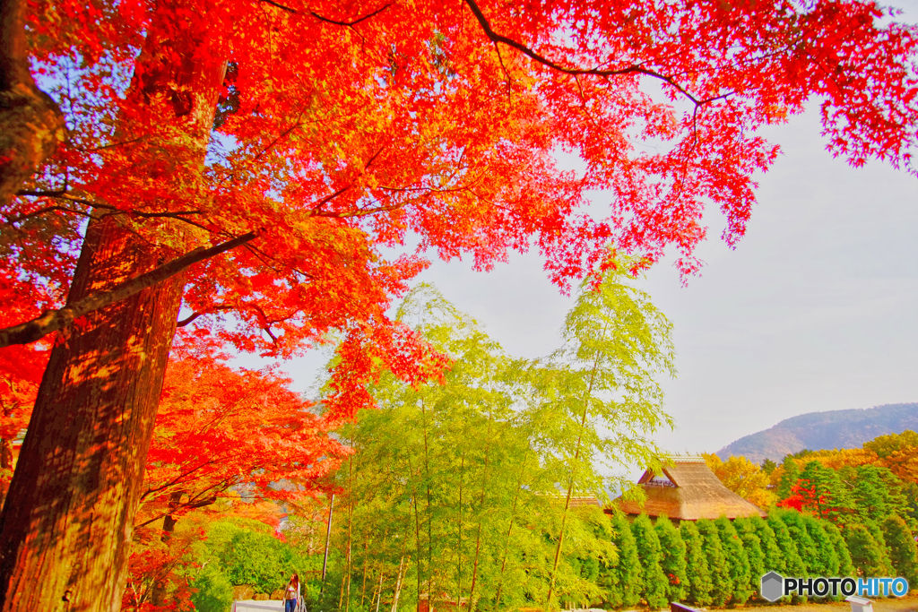 箱根の紅葉Ⅱ