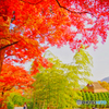 箱根の紅葉Ⅱ