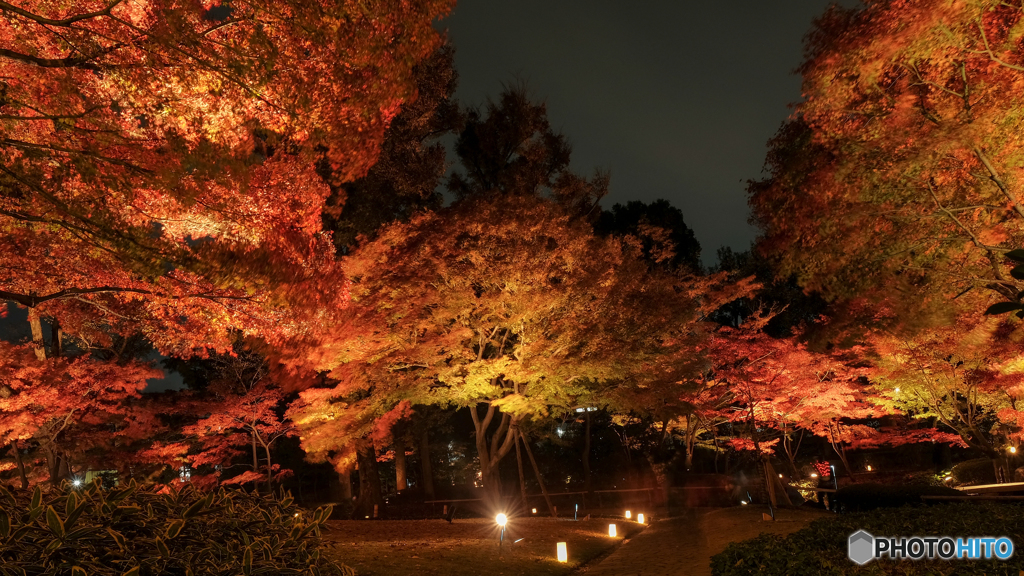 大田黒公園-紅葉ライトアップ2018⑧