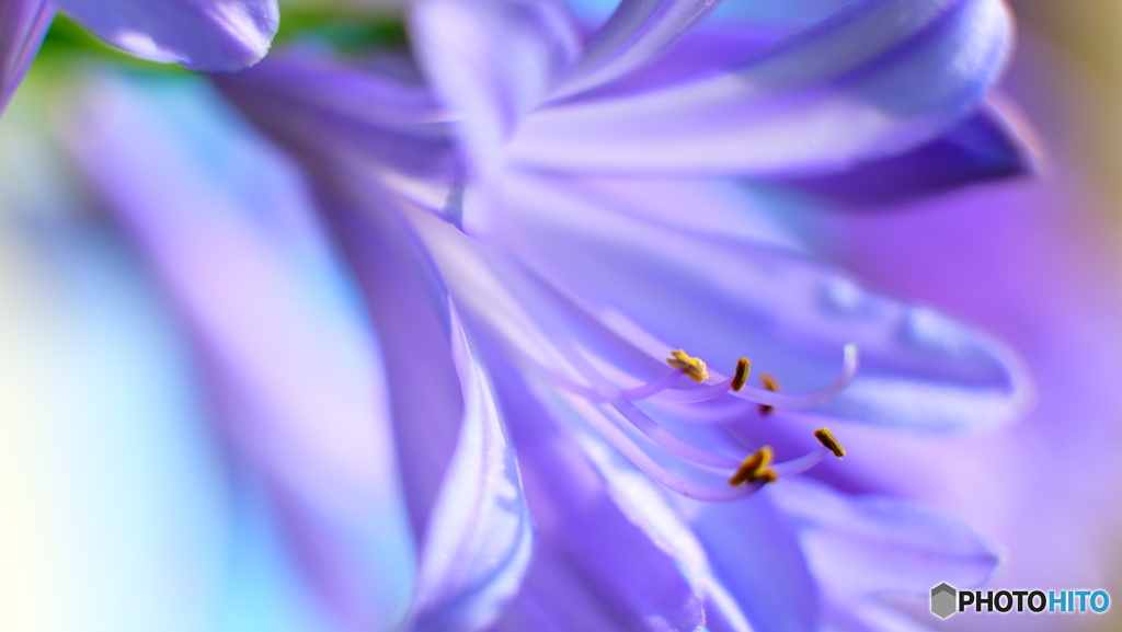 African lily