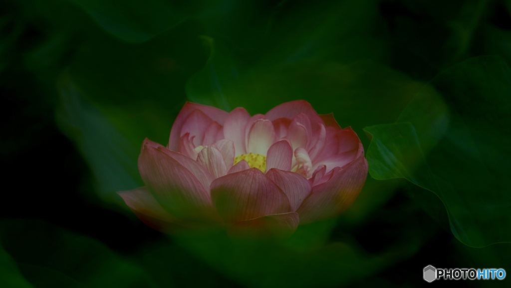 Lotus