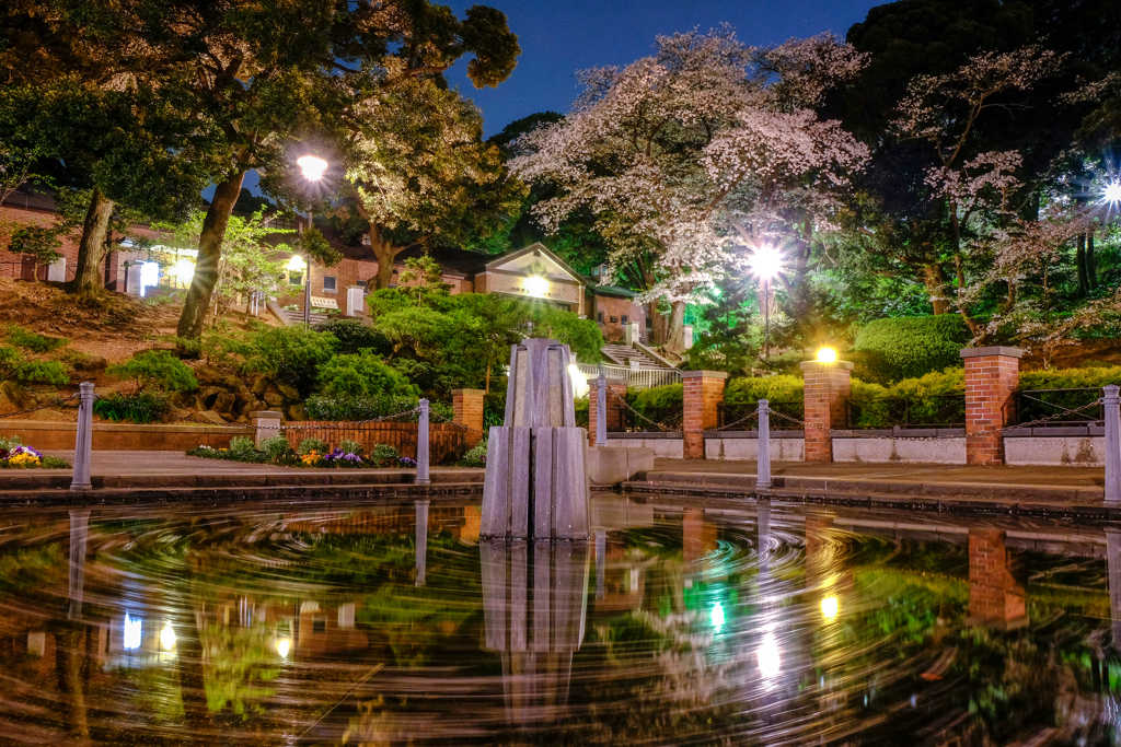 元町公園の桜２