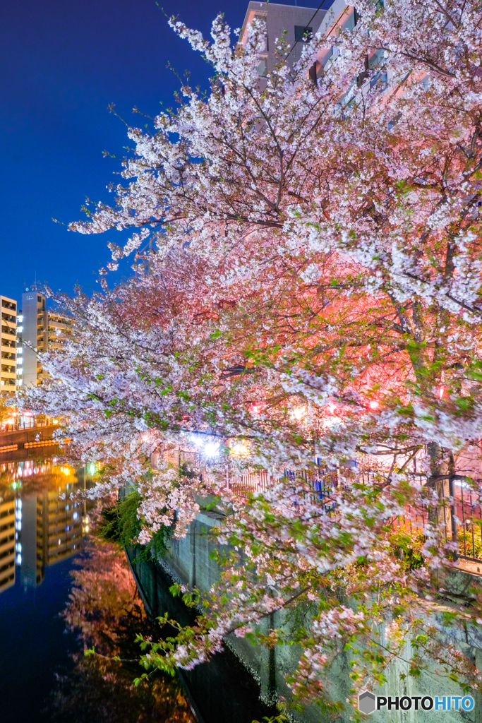 大岡川の桜８