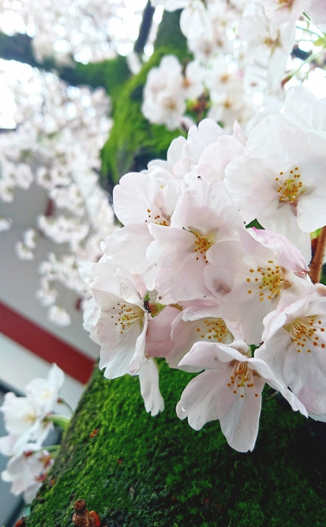 今年も、あの花が萌え出づるようで