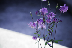 路地に咲く花
