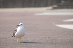 だるまさんが転んだ