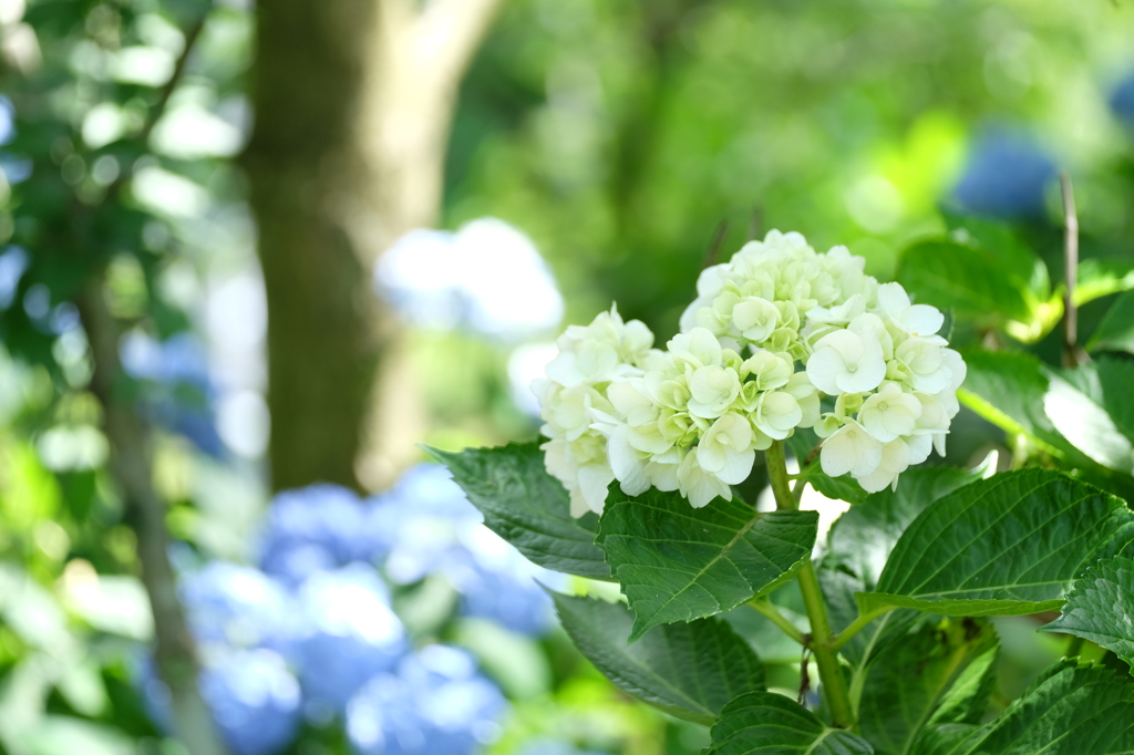 紫陽花（白）