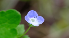 名は知らないが綺麗な花