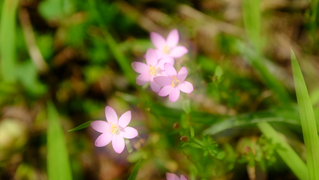 小さいお花