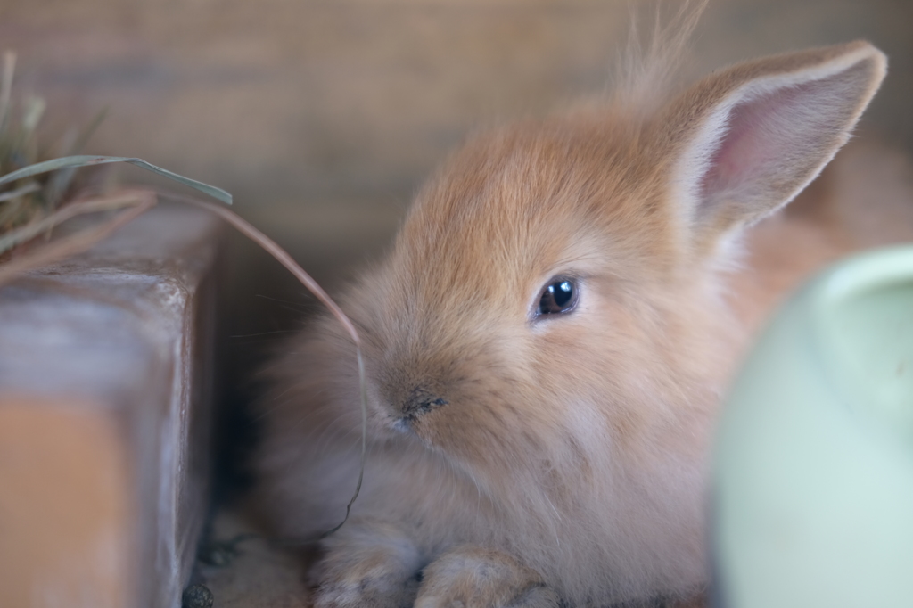 ウサギちゃん