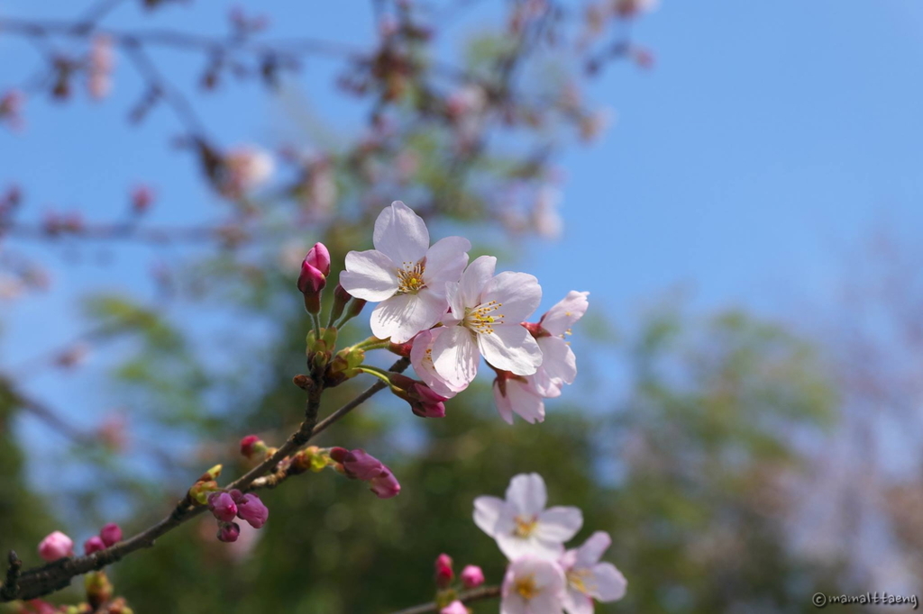 桜