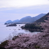 桜と丹後松島