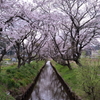 桜と川