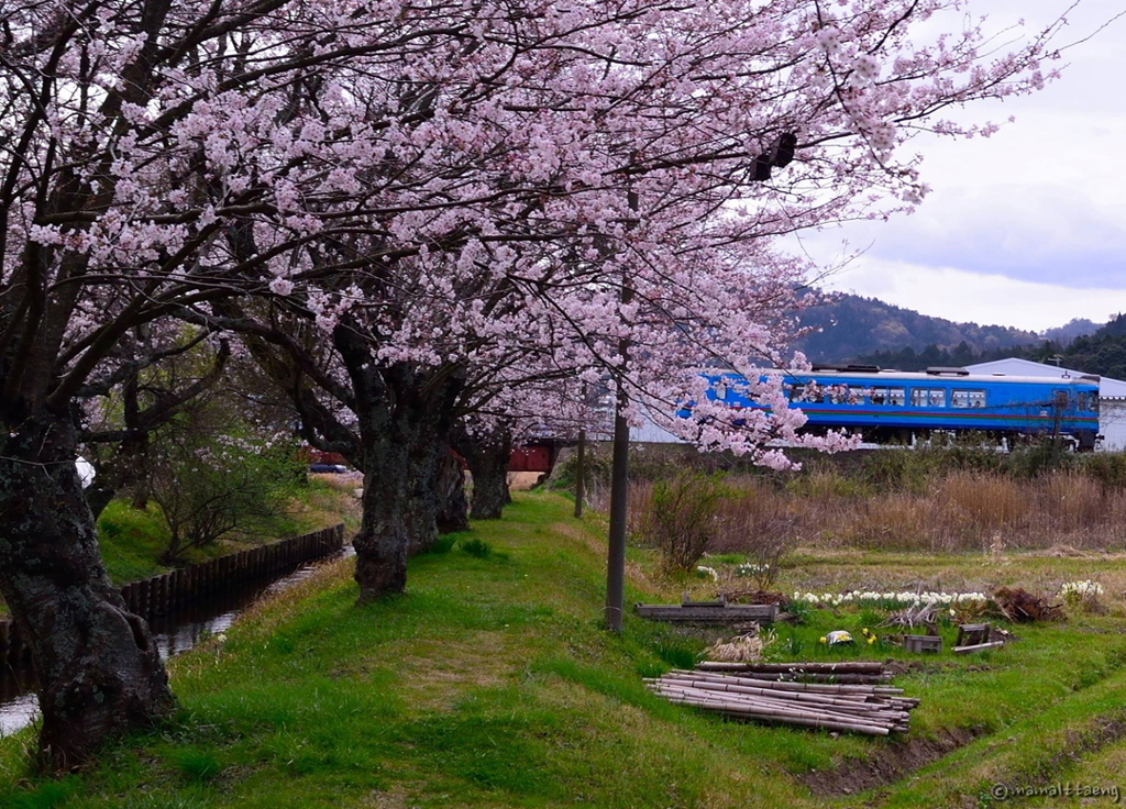 桜と鉄道