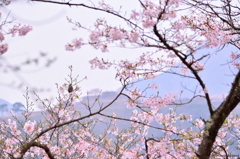 竹田城跡と桜と鳥