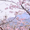竹田城跡と桜と鳥