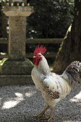 金鳥の夏