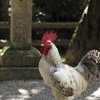 金鳥の夏