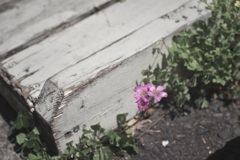 足元の花