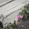 足元の花