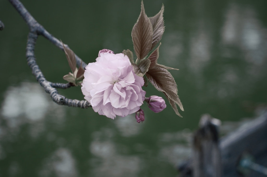 君は薔薇より美しい