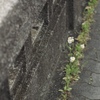 路傍の花