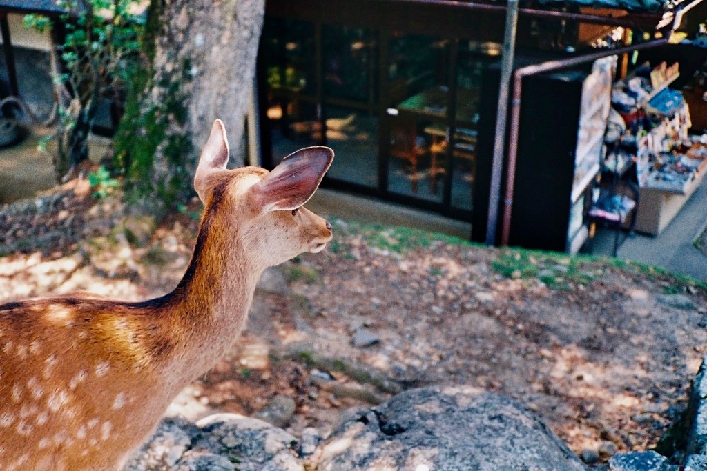 奈良公園のおみやげ屋