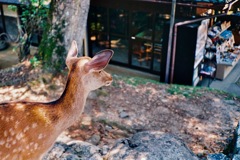 奈良公園のおみやげ屋