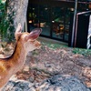 奈良公園のおみやげ屋