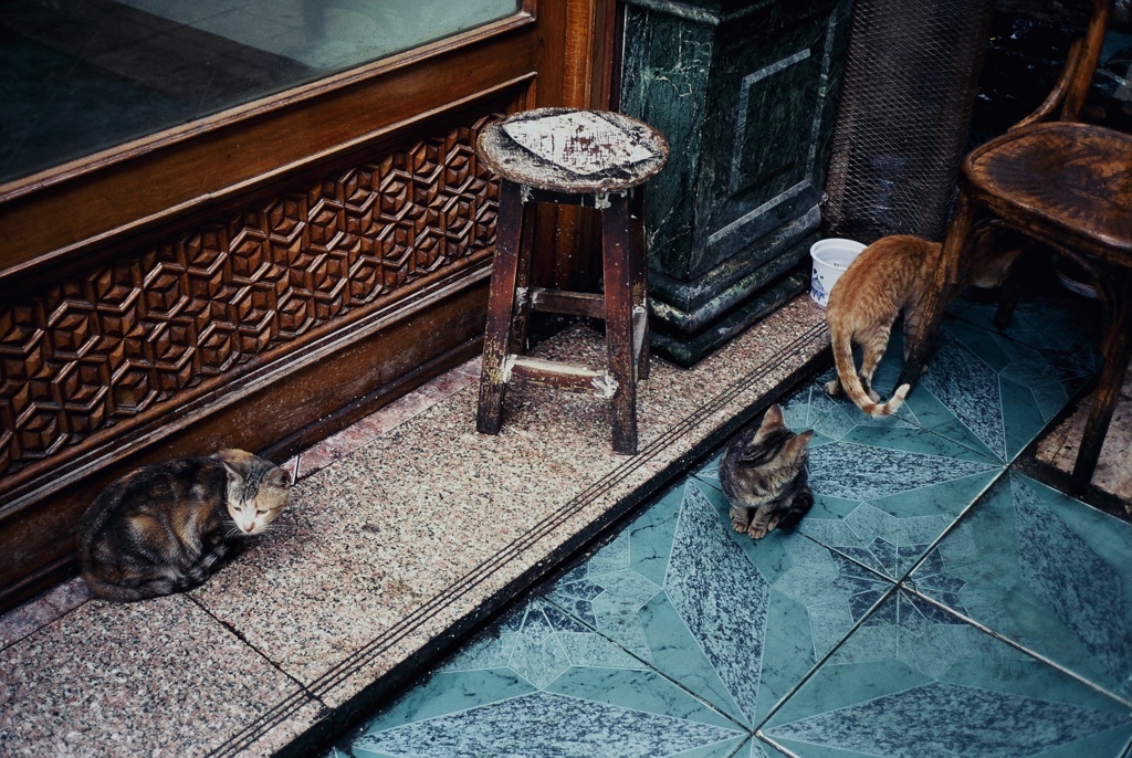 とくに怖がるでもなく興味もなさげでそれぞれの猫