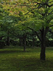 『紅葉 eve』