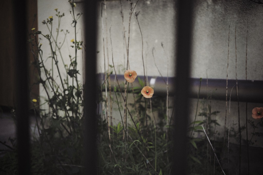 Coquelicot