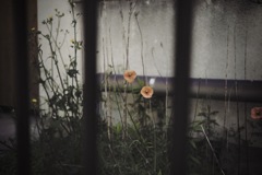 Coquelicot