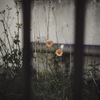 Coquelicot