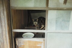 窓がある。猫がいる。物語が生まれる。