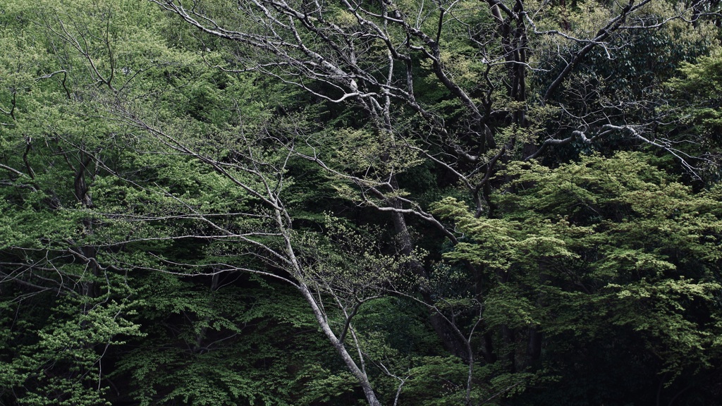 Pentaxian Viridian