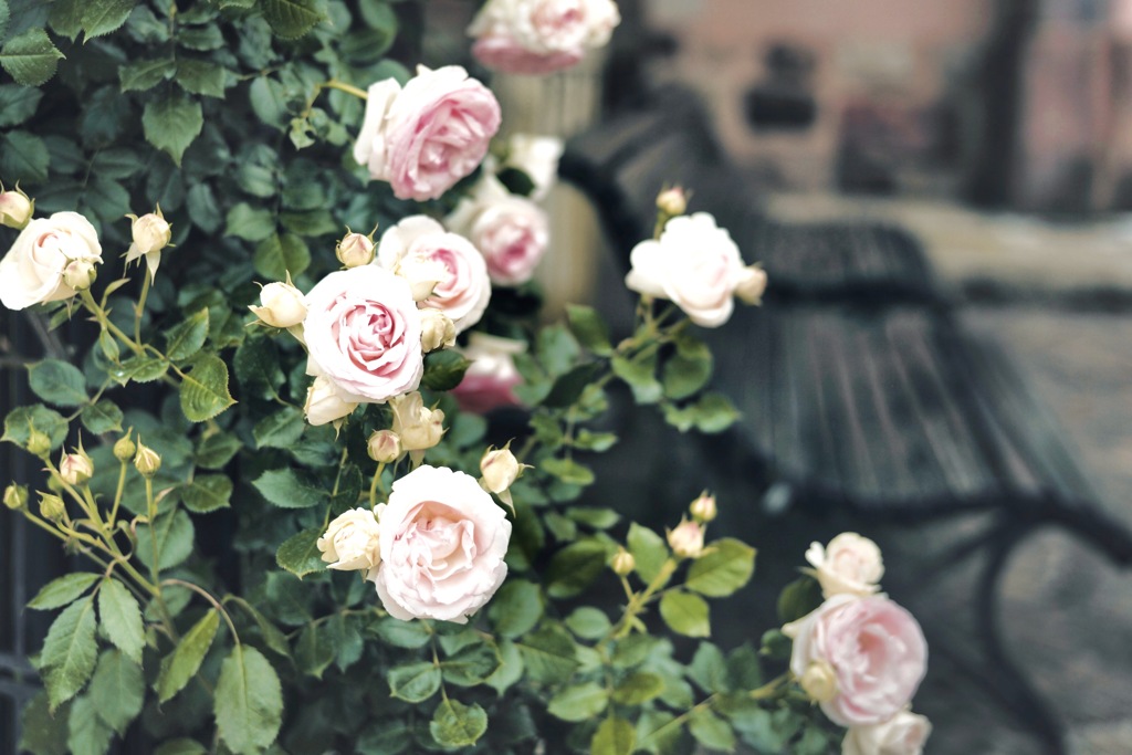 Rose Garden