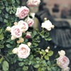Rose Garden