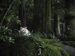 隻眼の白猫 隻眼の白猫
