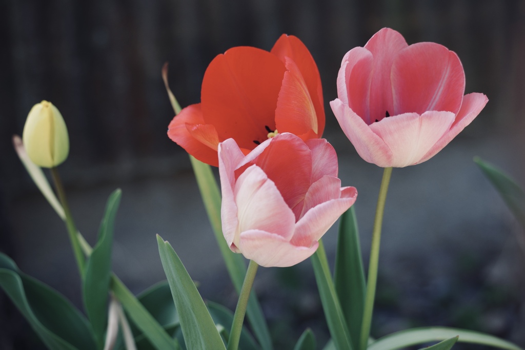 Tulip
