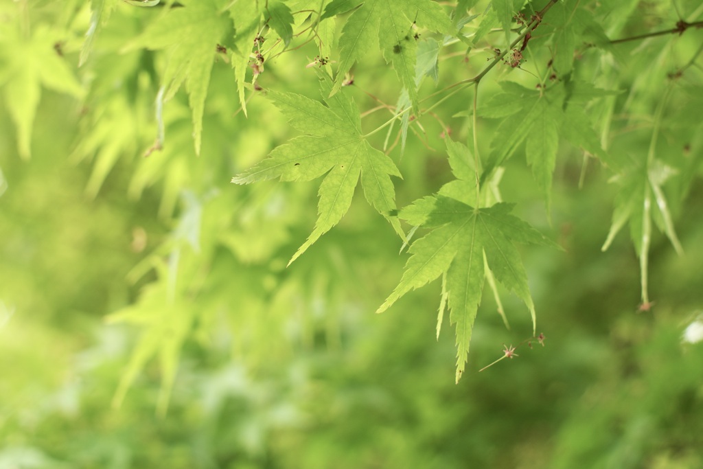 PENTAXでTakumarでGREEN