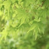 PENTAXでTakumarでGREEN