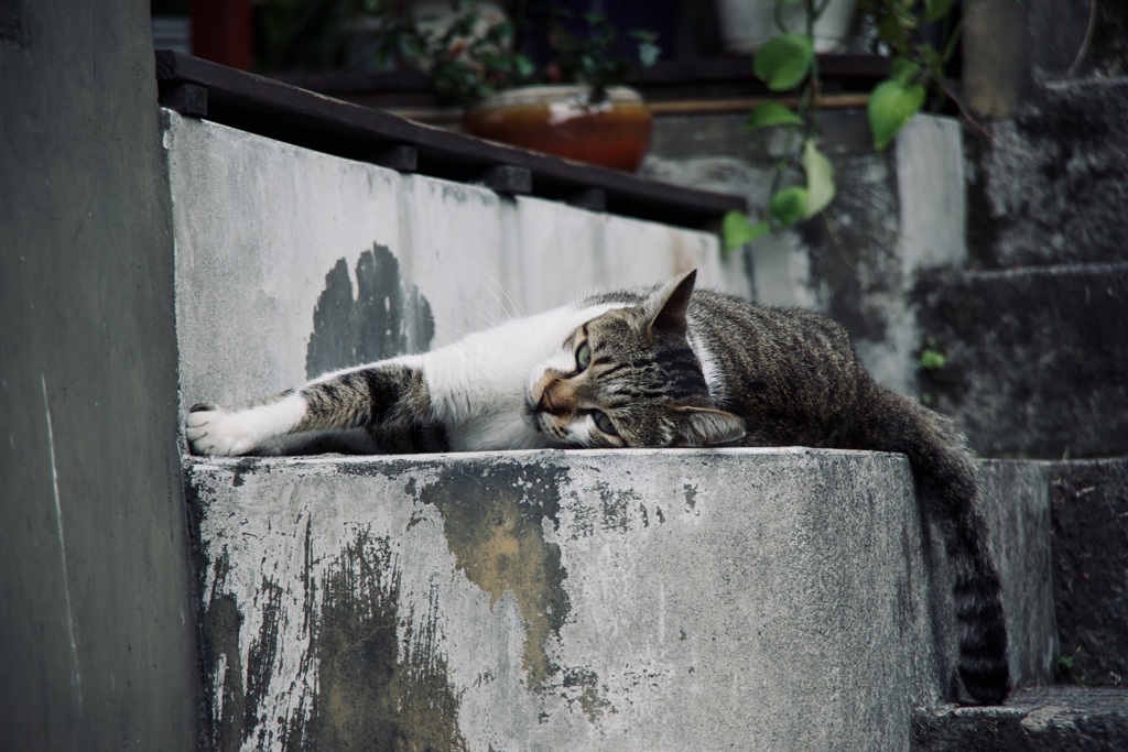 九份の猫